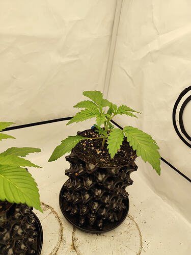 Growreport Bild 12