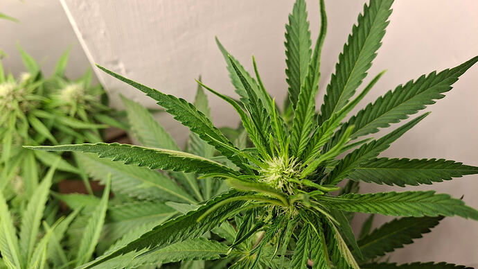 Growreport Bild 288