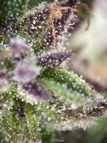 Growreport Bild 35