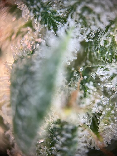 Growreport Bild 6