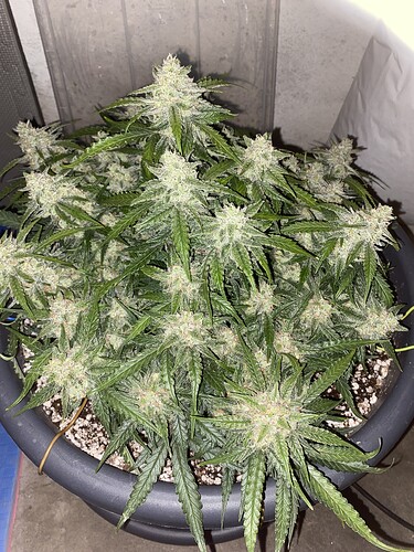 Growreport Bild 23