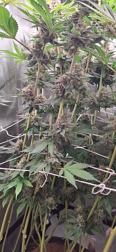 Growreport Bild 20