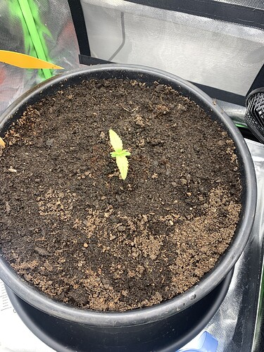 Growreport Bild 4