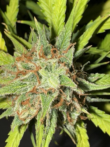 Growreport Bild 40