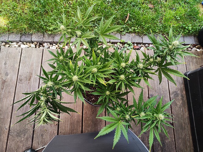 Growreport Bild 2