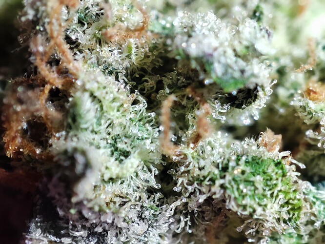 Growreport Bild 58