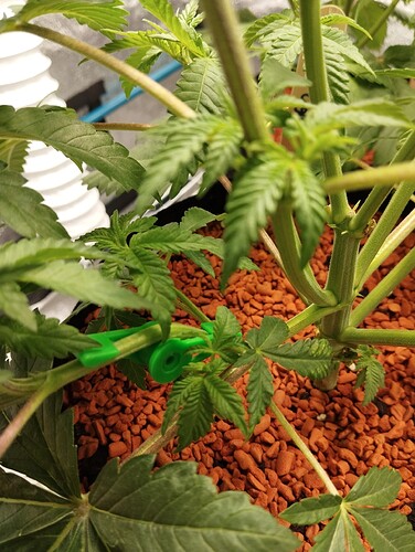 Growreport Bild 20