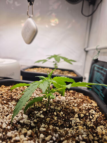 Growreport Bild 38