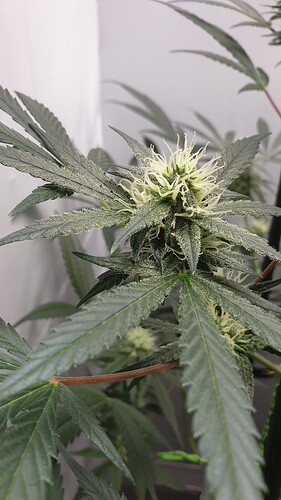 Growreport Bild 12