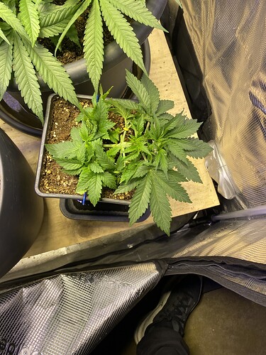 Growreport Bild 52