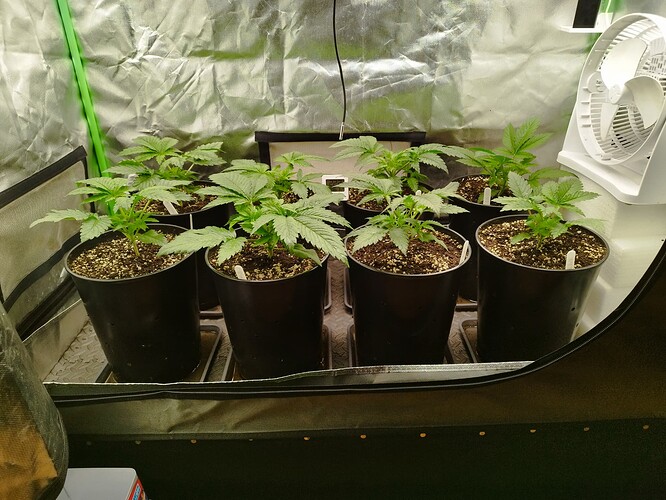 Growreport Bild 7
