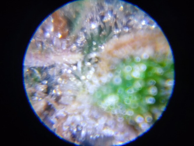 Growreport Bild 57