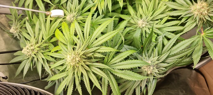 Growreport Bild 54