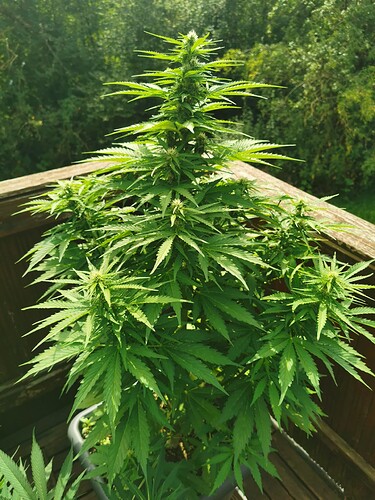 Growreport Bild 2