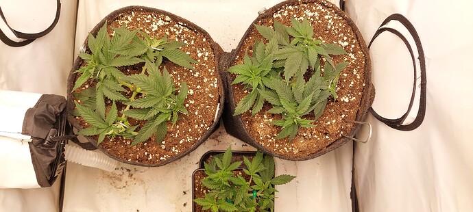 Growreport Bild 2