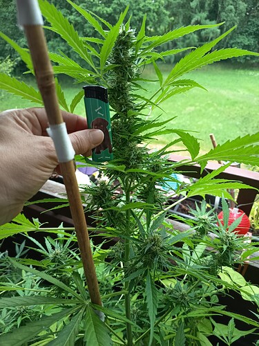 Growreport Bild 2