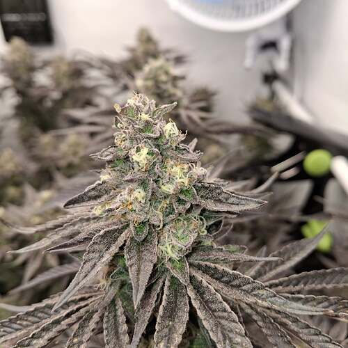 481255916_122169889670293599_535266308587336389_n