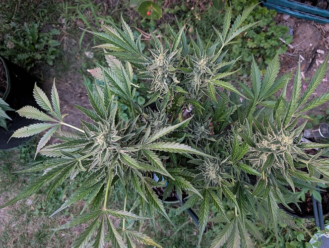 Growreport Bild 6