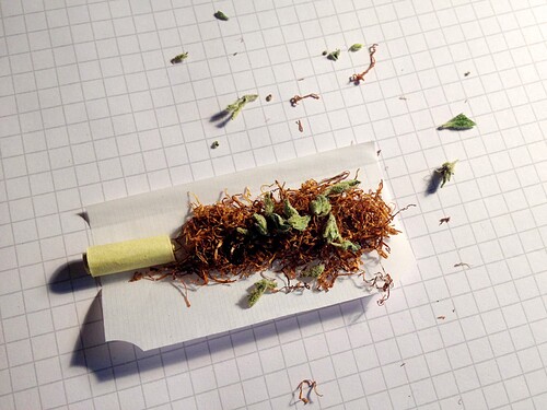 BlueDream24FirstFlush_3