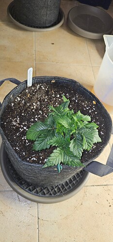 Growreport Bild 43