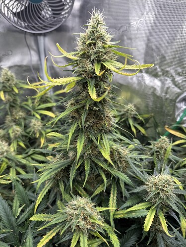 Growreport Bild 3