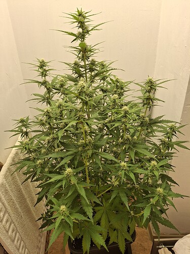 Growreport Bild 121