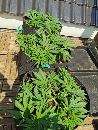 Growreport Bild 6