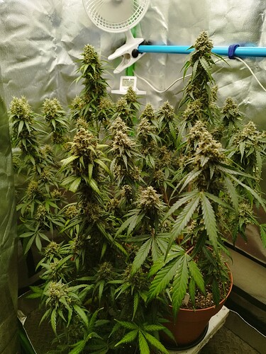 Eine einzelne Cannabis-Pflanze in voller Blüte, die in einem braunen Topf steht. Die Pflanze hat viele dichte Blütenstände und breite grüne Blätter. Im Hintergrund ist ein kleiner Ventilator an der Zeltwand befestigt, sowie ein digitales Hygrometer/Thermometer.