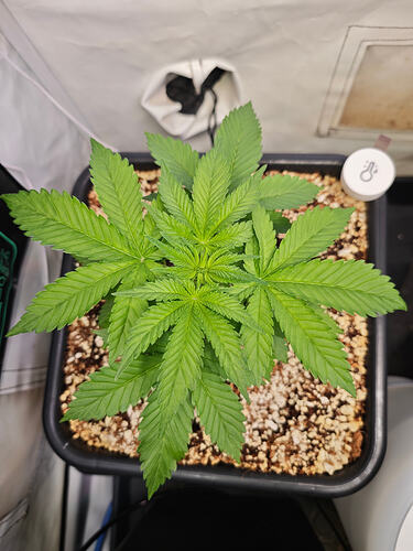 Growreport Bild 25