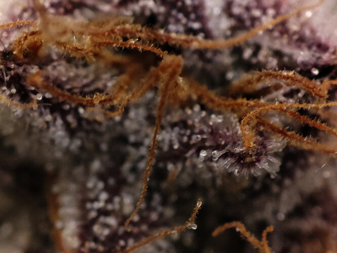 Growreport Bild 68