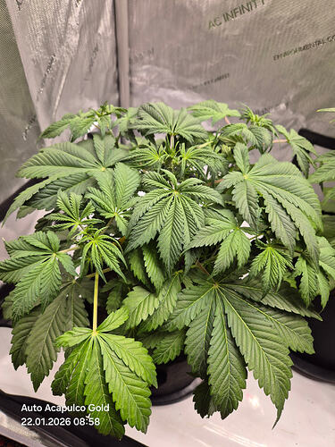 Eine einzelne Cannabis-Pflanze in einem Growzelt, aufgenommen von oben.
