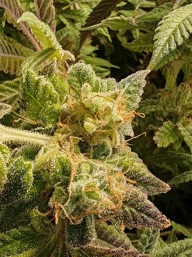 Growreport Bild 20