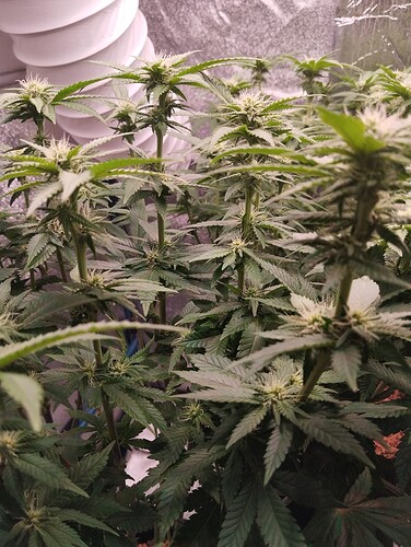 IMG_20250128_205452 - Kopie