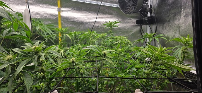 Growreport Bild 29