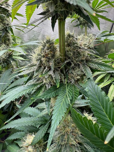 Growreport Bild 7