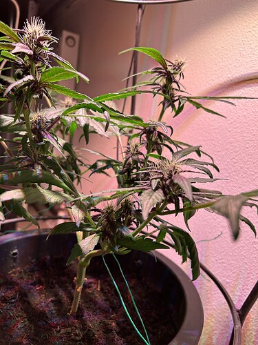Growreport Bild 19