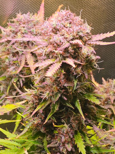 Growreport Bild 11