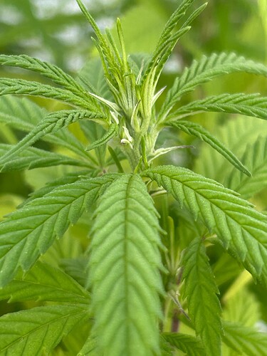 Growreport Bild 75