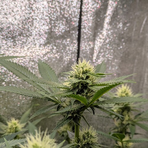Growreport Bild 17