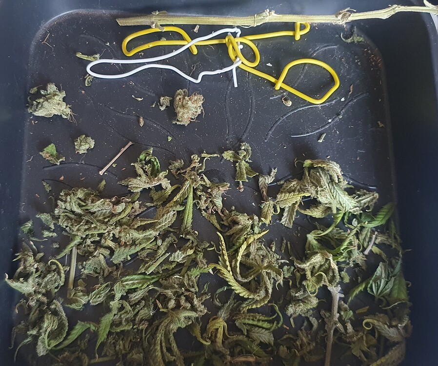 [Erste Ernte] Mehrpers. Kaleidoskop Mainline indoor Linda GSC