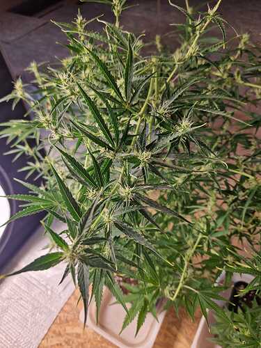 WhatsApp Bild 2024-05-19 um 11.03.39_19424b60