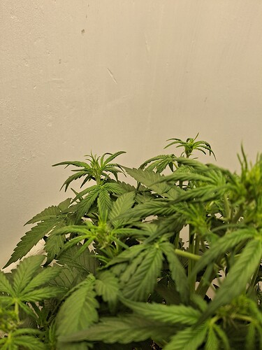 Growreport Bild 66