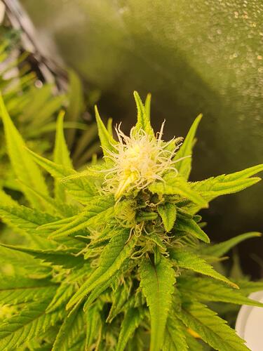 Growreport Bild 4