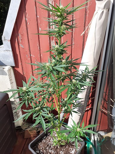 Growreport Bild 72