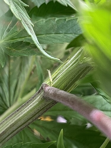Growreport Bild 27
