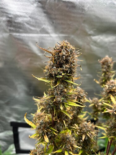 Growreport Bild 9