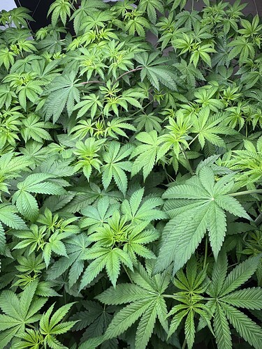 Growreport Bild 8