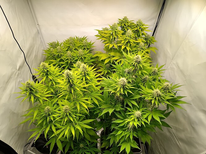 Growreport Bild 1
