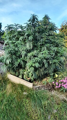 Growreport Bild 3