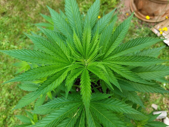 IMG_20240604_113229101